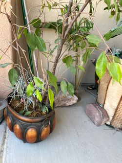 FAKE PLANTS+FREE IRON POT
