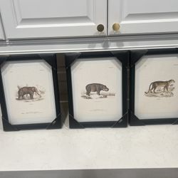 Frame Pictures Of Safari Animals