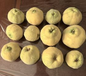 Fresh Quince Fruit Organic $2/lb.