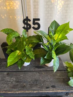 Croton plants