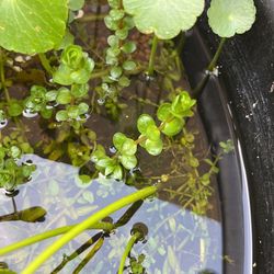 Rotala Rotunda folia Aquarium Plant