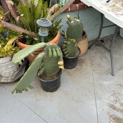 tengo Matas de Nopales Con tunas 