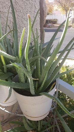 Aloe vera 3 years old
