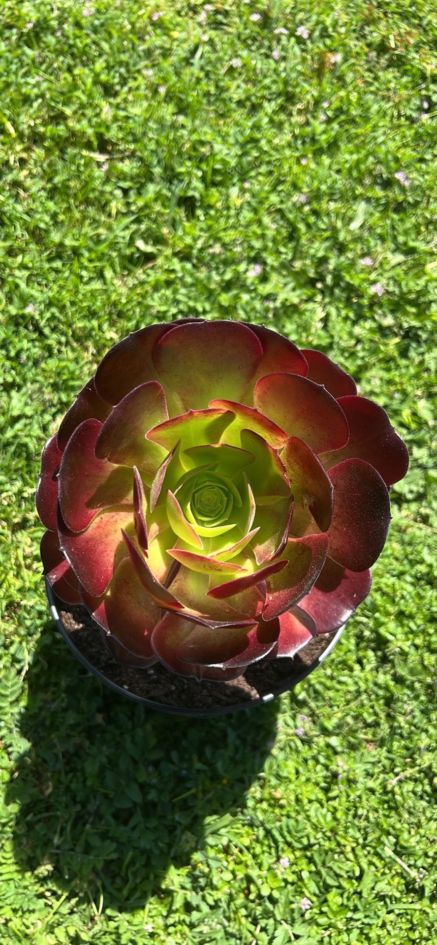 Aeonium arboreum