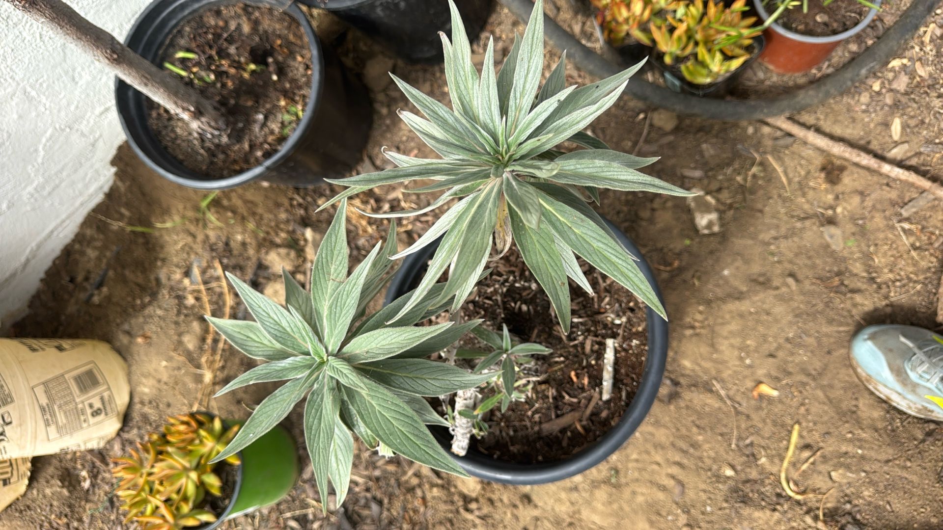 Echium 5g Purple Flowering Pollinator Plant $5