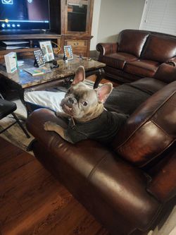 Set of leather sofas