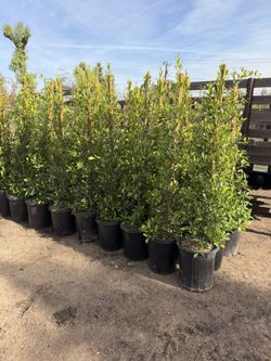 Indian Laurel Ficus 15 Gal