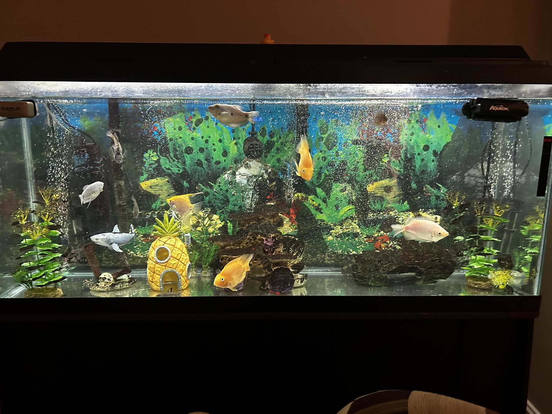Fish Tank 55 Gal