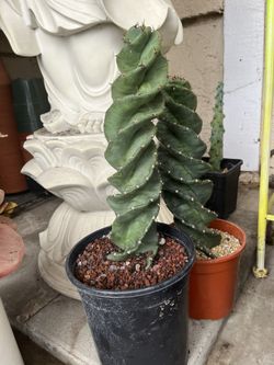 spiral cactus 1 gallon pot , 12 inches tall ,$75 each 
