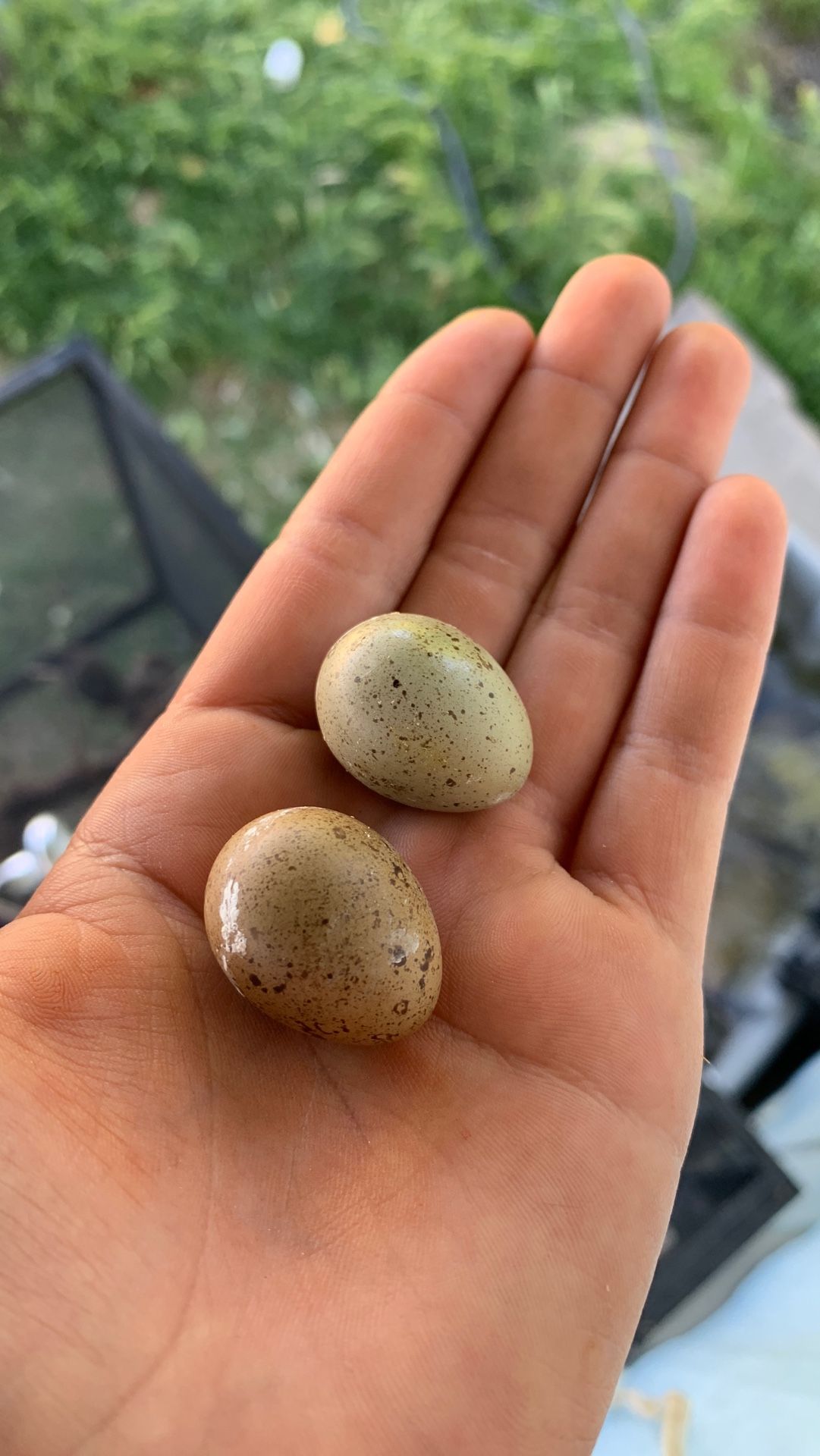Fertile button quail eggs for Sale in Ceres, CA OfferUp