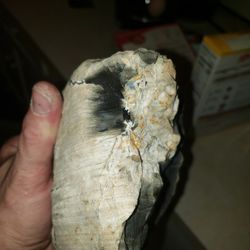 Petrified wood