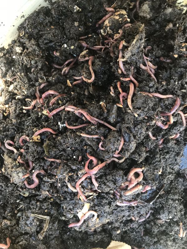 download red wiggler worms for sale near me download red wiggler worms for sale near me