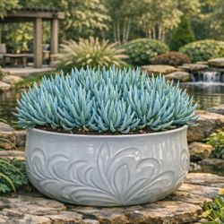 Succulent Blue chalkstick Pencil In A Beautiful Pot/ Planter Succulent Bonsai Plant Ground Cover