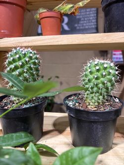 Small Potted Cactus Plants – Various