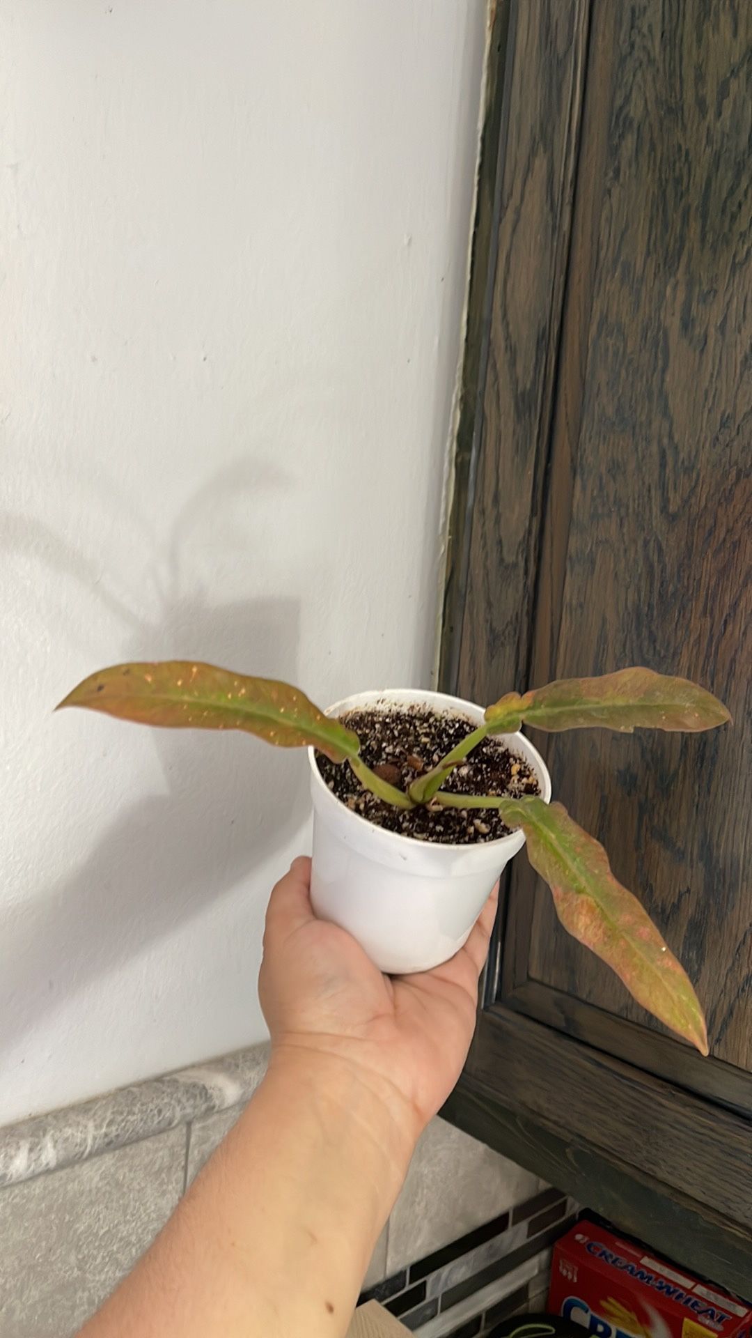 4” Philodendron Ring Of Fire New Leaf On The Way