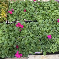 Petunias $5 Cada Una
