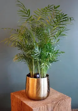 Lush  Neanthe Bella Parlor Palm/ indoor plant/ house plant flower patio garden starter