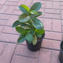 Plantas De Guayaba  $12.00 Cada Una 