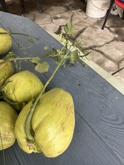 Chayote Germinado