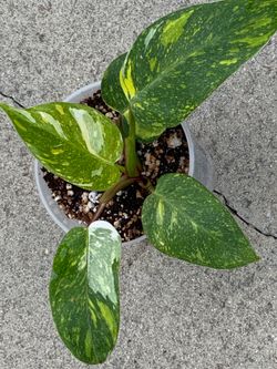 Philodendron White Princess Tricolor Variegated
