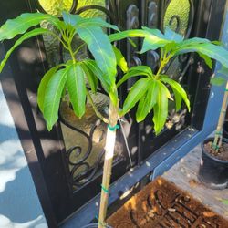 Grafted KEITT MANGO TREE