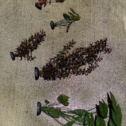 ASSORTED AQUARIUM PLANTS 