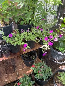 Garden petunia plants
