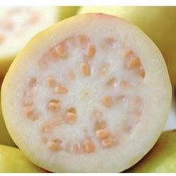 Mexican White Guava Tree $40 Price Firm