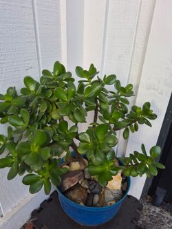 Jade plant