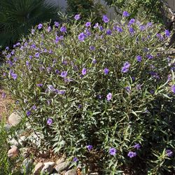 Mexican Petunia cuttings