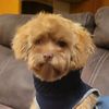 Don Dog