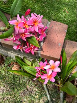 Plumeria cuttings
