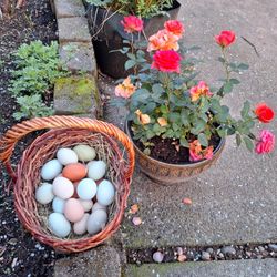 Pasture Raised Chicken Eggs