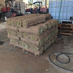 Sod For Sale