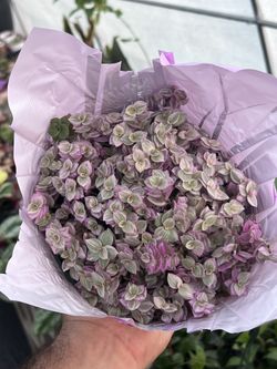 Pink Panther Tradescantia Callisia (aka pink lady) | houseplant | 6”