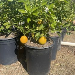 Citrus Trees- 5 Gallon Size- Fruiting Age 