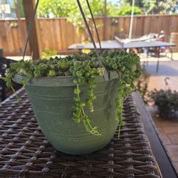 Variegated String of Pearls in Hanging Basket