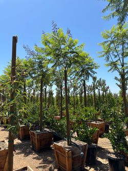 Jacaranda tree , fast growing shade tree 24” box