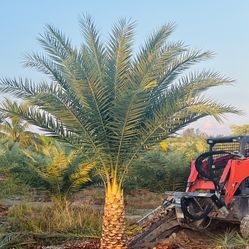 3’ Sylvester palms 750$ Installed 