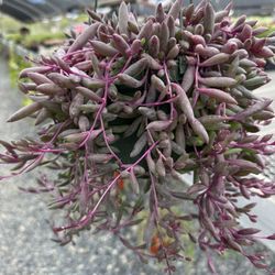 Ruby Necklace Succulent 