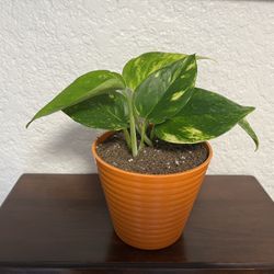Golden Pothos Houseplant 