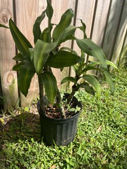 Dracaena Plant