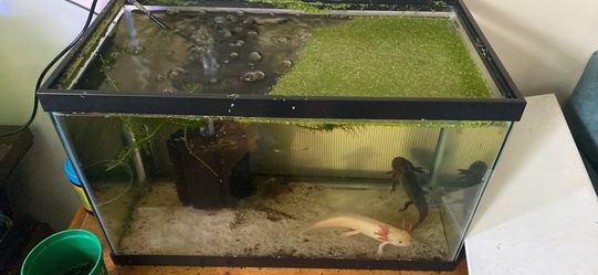 Fish Tank Aquarium Axolotl Axolotls 