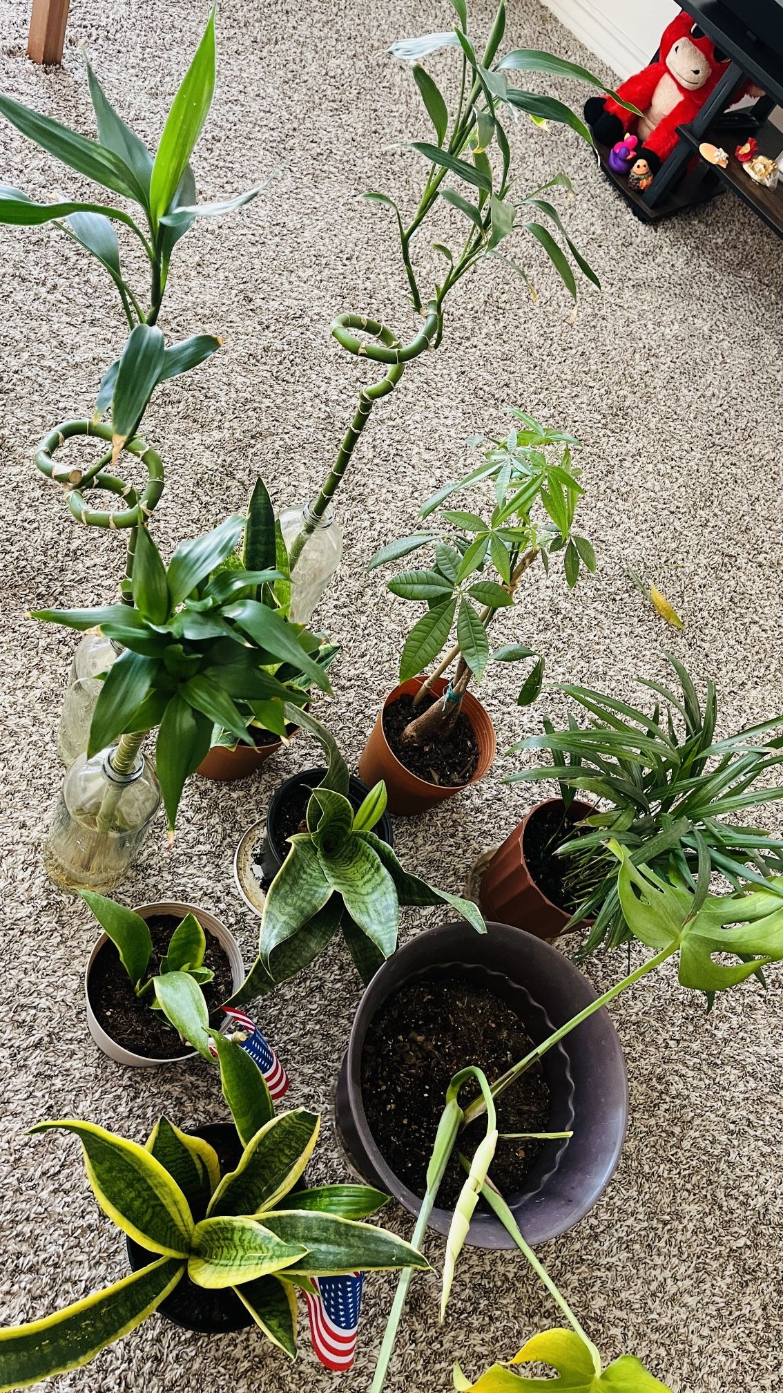 Indoor Plant Collection – Snake Plants, Lucky Bamboo, Money Tree & More  (Moving Sale)