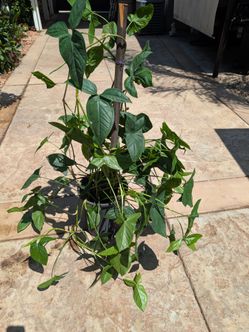 Shade Plant  (Planta de sombra)