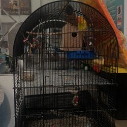 Bird Cage 