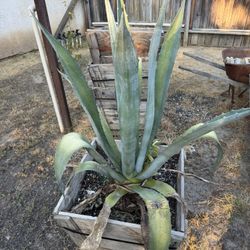 Huge Agave And Planter Box