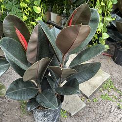 Ficus rubber tree in 3 gls pot.SPECIAL PRICE 🤩