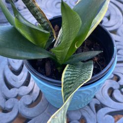 Snake Plant 