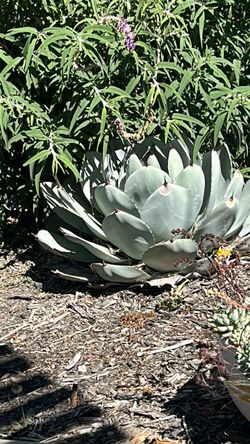 Free plants